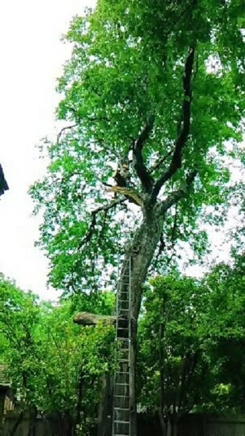 Morgan's Tree Service
