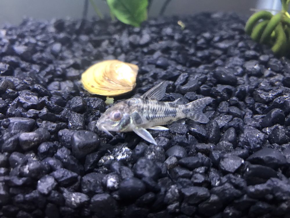 The Fish Room 11 Reviews Pet Stores 1259 Kildaire Farm Rd, Cary