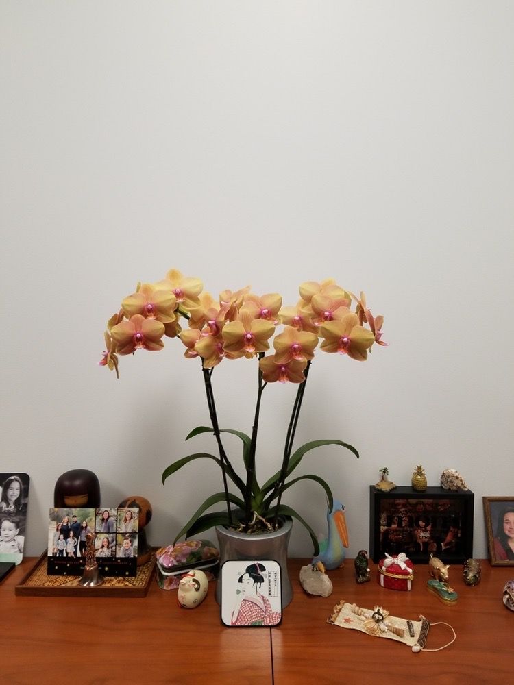 Toshi Flowers Watsonville Fl Best Flower Site