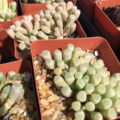 Lakewood Nursery 4114 Lincoln Ave Cypress Ca Nurseries Lakewood Nursery 4114 Lincoln Ave Cypress Ca Nurseries
