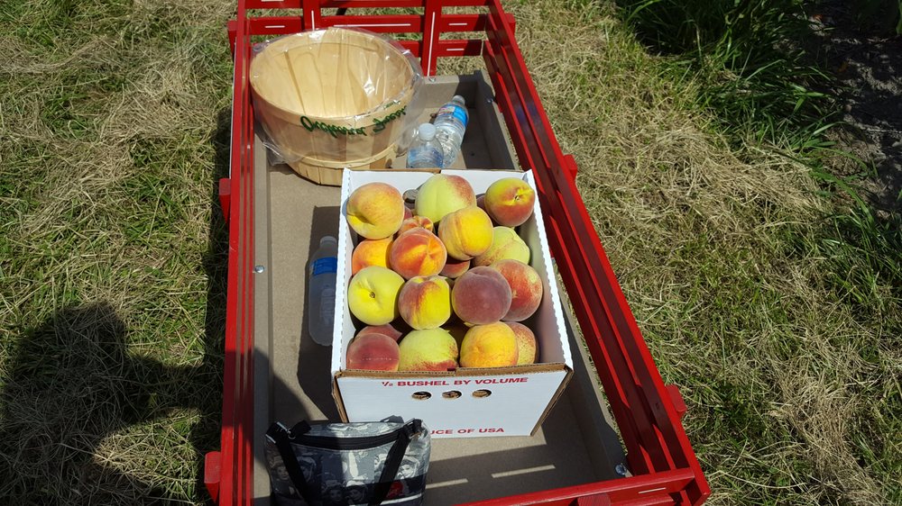 Brecknock Orchard 14 Photos Fruits & Veggies 390 Orchard Rd