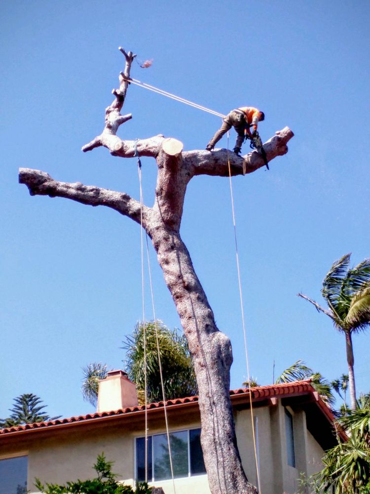 Joshua's Tree Service