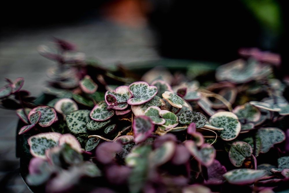 Alpine Nursery & Landscape