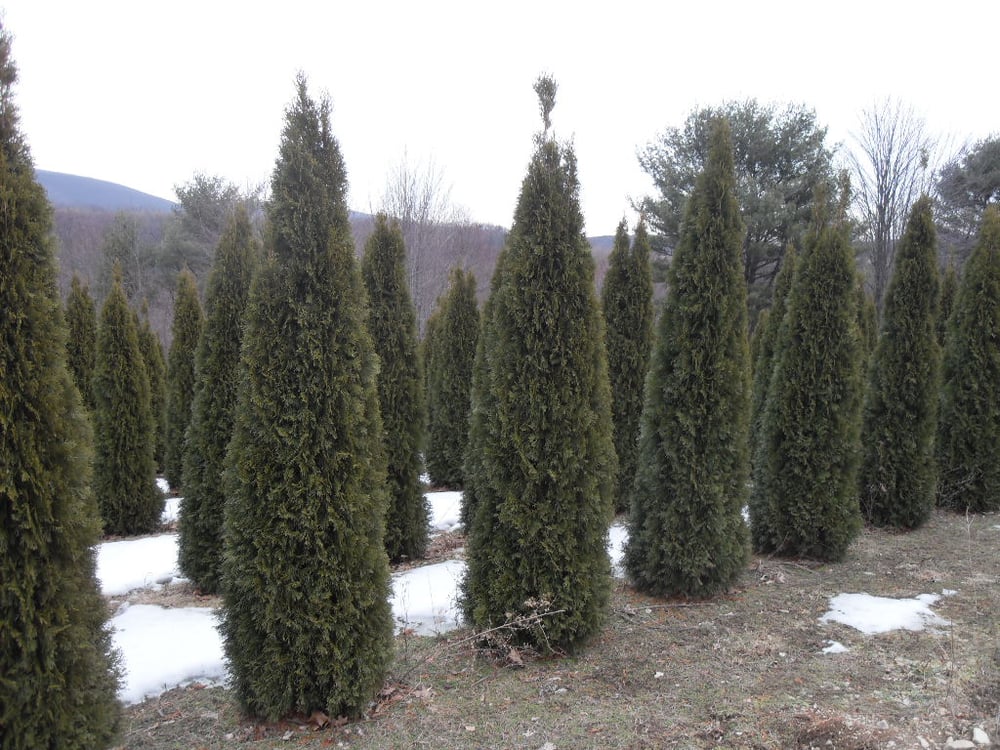 Andes Nursery