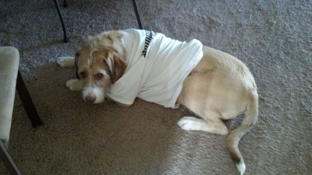 Eastside Animal Hospital 25 Reviews Veterinarians 430 N Stapley