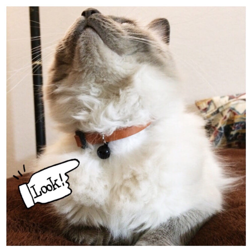 Petco 18 Photos & 52 Reviews Pet Stores 27580 W Lugonia Ave, Redlands, CA Phone Number