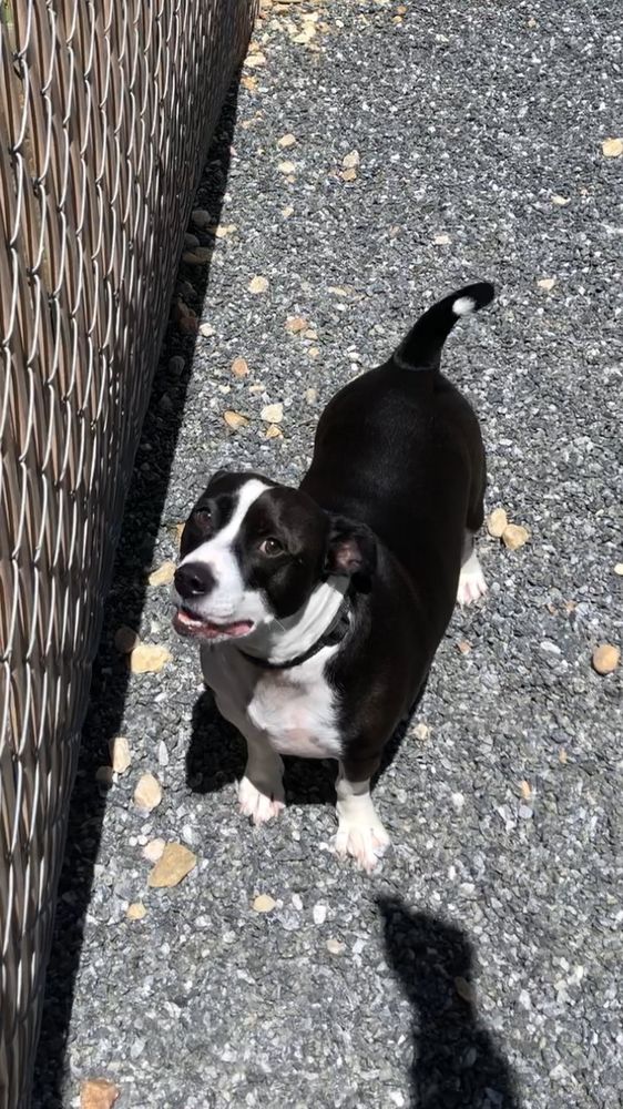 All God's Creatures Great & Small