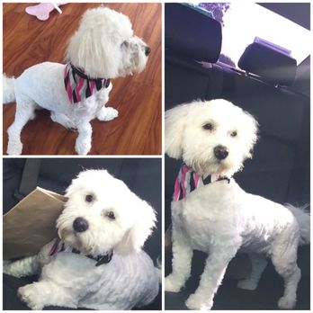 Dog Grooming In Montebello Dog Grooming In Montebello