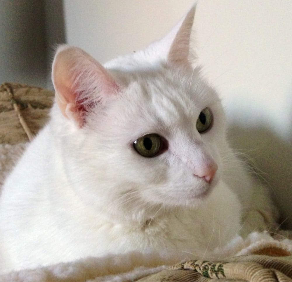 Eleanor Sonsini Animal Shelter Animal Shelters 63 Downing IV