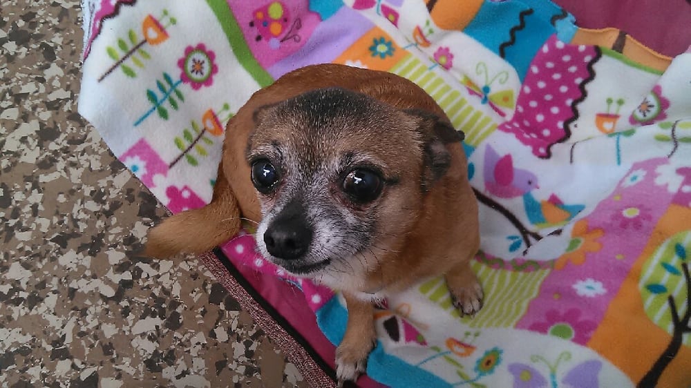 Loving Pet Hotel Long Beach Loving Pet Hotel Long Beach