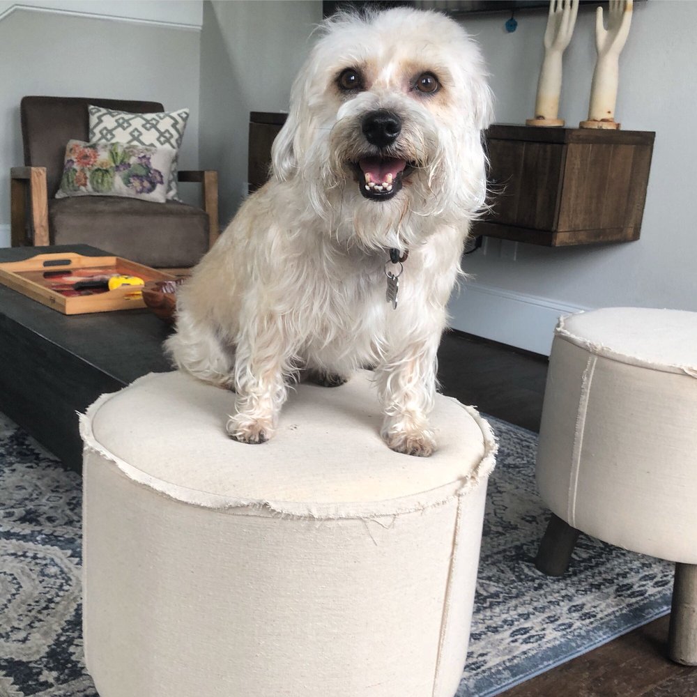 Ginny’s Pet Grooming 18 Reviews Pet Groomers 2111 Hoskins Dr, Spring Branch, Houston, TX