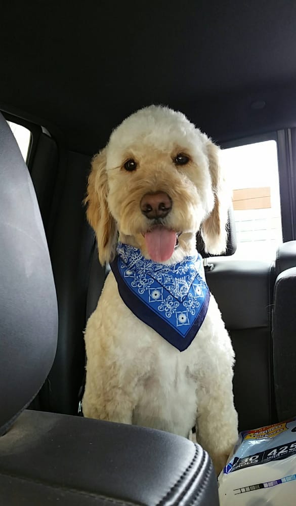 Jenny S Dog Grooming Reno Nv Jenny S Dog Grooming Reno Nv