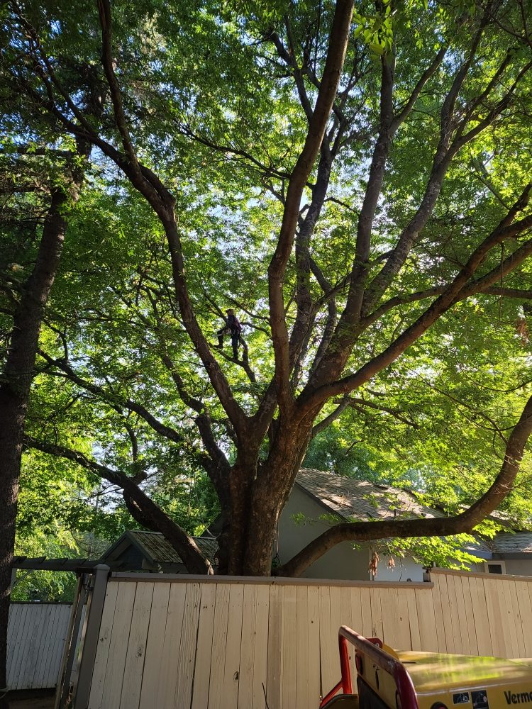 We Care Tree Care