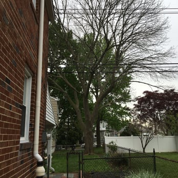 Cpl Landscaping Tree 13 Photos 10 Reviews Services Photo Of Cpl Landscaping Tree Springfield Pa United States