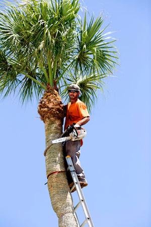 A Advanced Tree Service