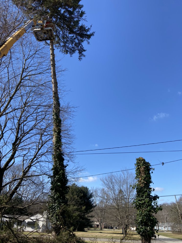Walker Tree Services