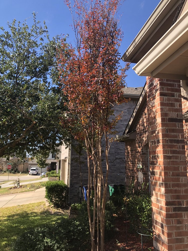 Arborwise Tree Care