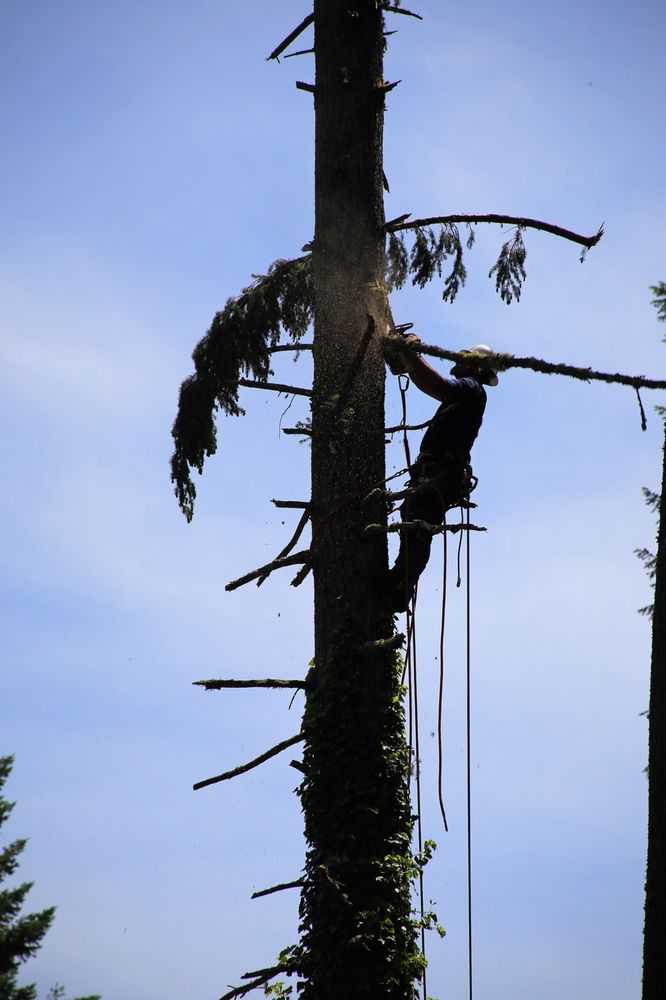 South Puget Sound Arborist Professionals