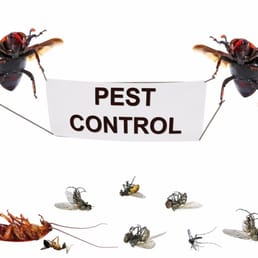 Pest Control Newburyport  Photo of ESP Pest Control - Newburyport, MA, United States