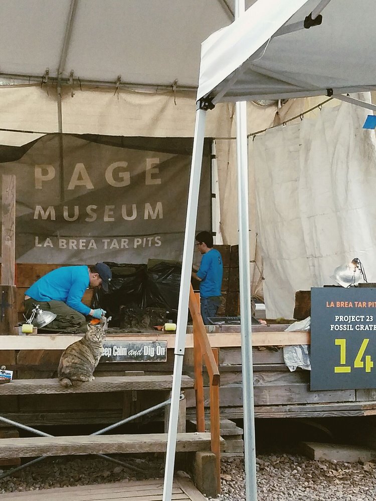 La brea tar pits museum coupons