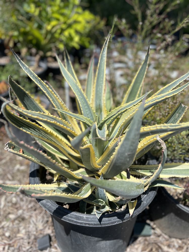 Greenfield Nursery