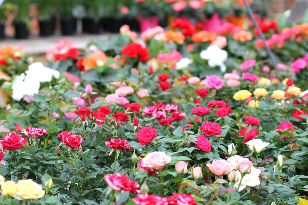 Photos for Van Putte Gardens - Yelp