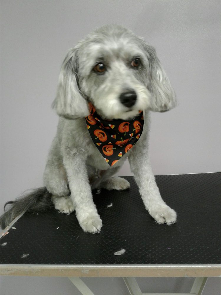 All Tails Are Wagging Pet Grooming 19 Photos & 26 Reviews Pet