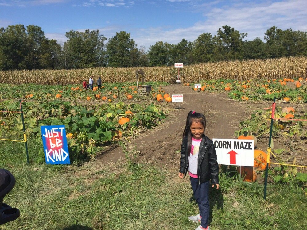 farm corn maze giant picturesque www