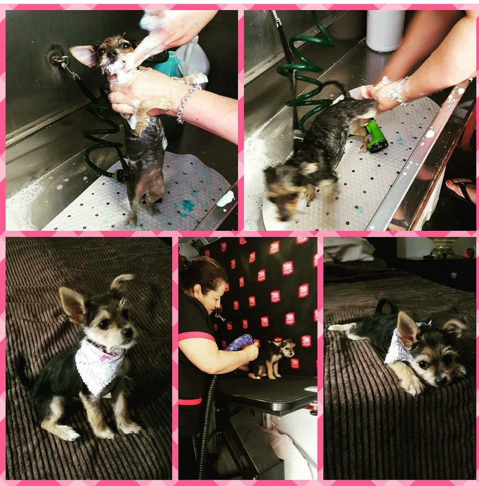 Fetch Pet Grooming 27 Reviews Pet Groomers South Gate, CA Phone