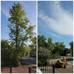 Rocky Mountain Tree Care Pest Control 10575 W 64th Ave Arvada Photo Of Rocky Mountain Tree Care Arvada Co United States Removal