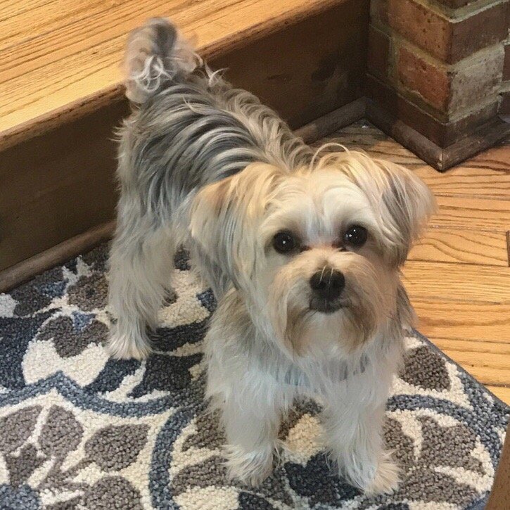 PetSmart Pet Stores 9751 Jefferson Davis Hwy, Fredericksburg, VA Phone Number Yelp