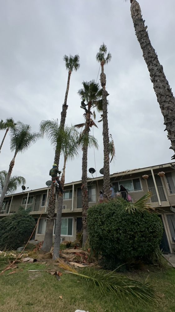 Melendez Tree Service