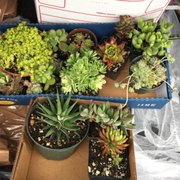Ventura Cactus And Succulents 31 Photos 29 Reviews Nurseries Photo Of Ventura Cactus And Succulents Ca United States