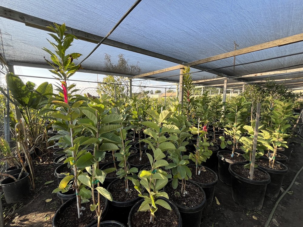 Magnolia Gardens Nursery