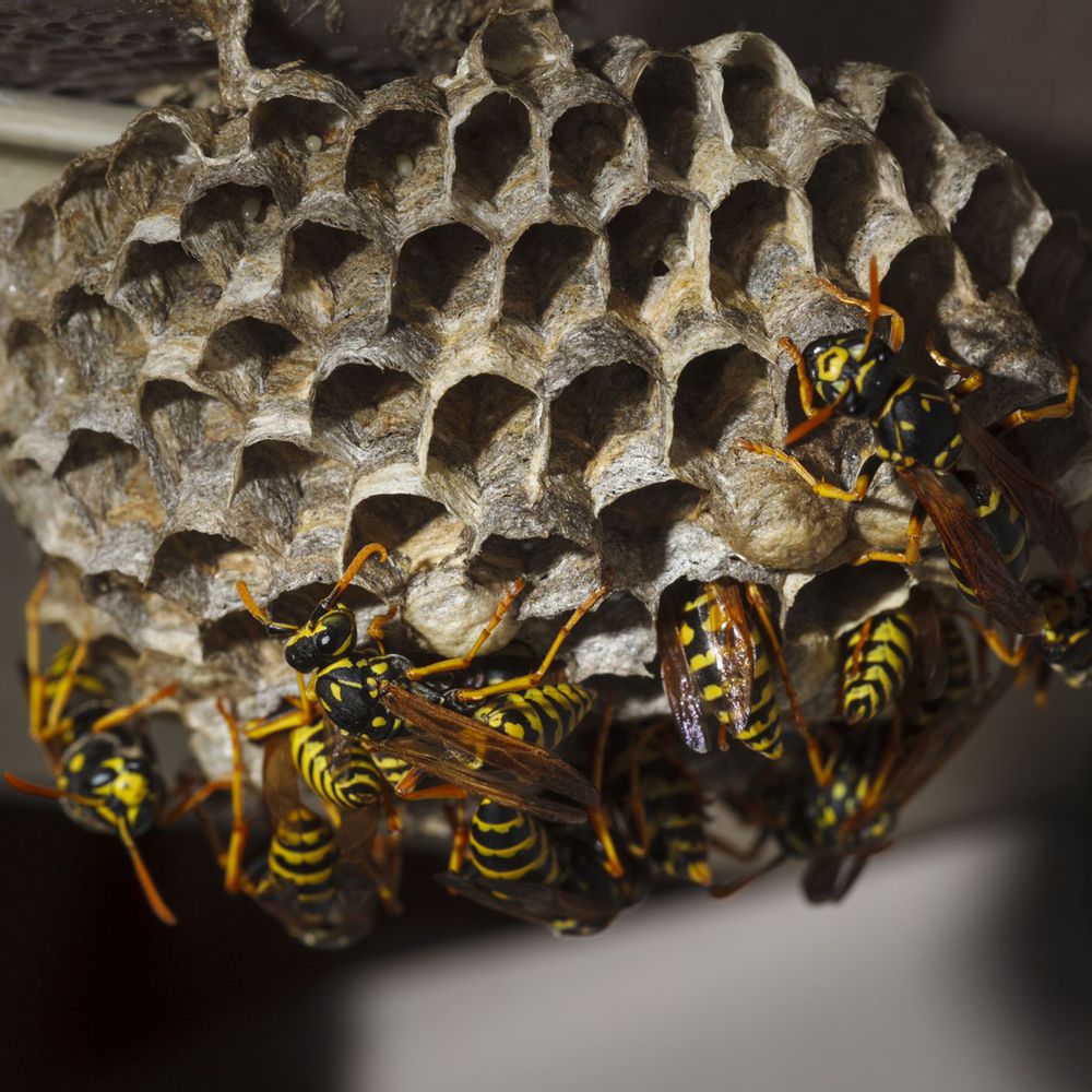 Soto’s Pest Solution