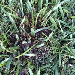 Preventive Pest Control 12009 Almeda Genoa Rd Photo Of Preventive Pest Control Houston Tx United States One Many