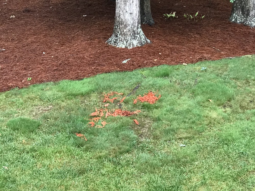 Residential Pine Needles