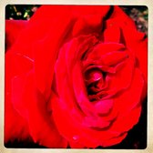 Lyndale Minneapolis Garden Park Rose