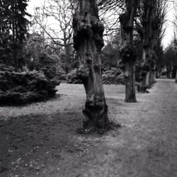 Dagen in Parks