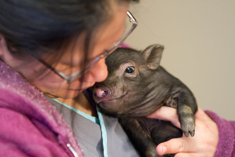 Squeals On Wheels Petting Zoo & Pony Rides