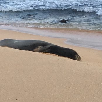 Sandy Beach Park 634 Photos 227 Reviews Parks 8801 Photo Of Sandy Beach Park Honolulu Hi United States Monk Seal Taking