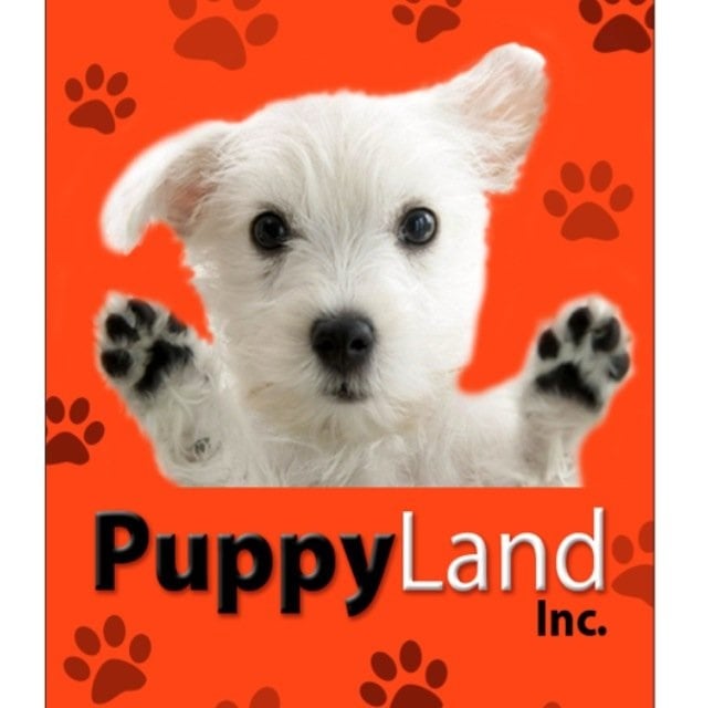 puppy land photos for puppy land yelp puppy land photos for puppy land yelp