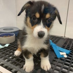 Ed's Pet World photo