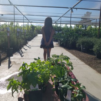 Star Nursery Nurseries Gardening 7330 W Cheyenne Ave Photo Of Star Nursery Las Vegas Nv United States She Wanted To