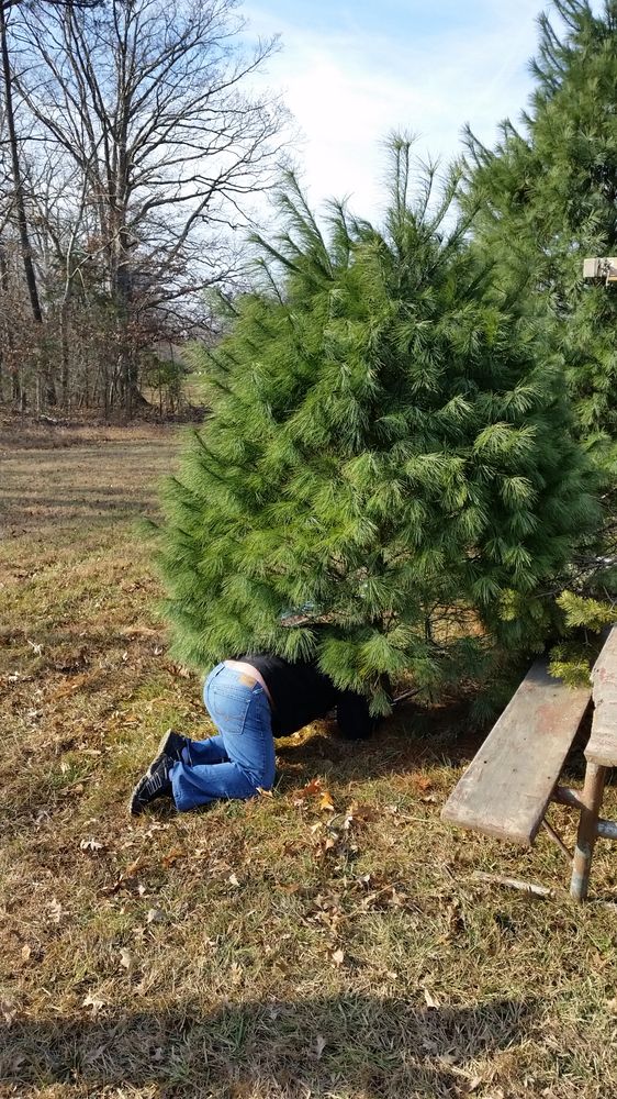 Country Loving Christmas Tree Farm