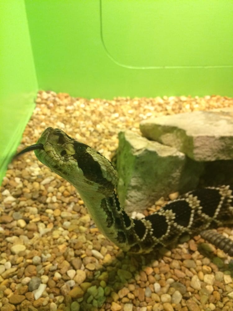 Reptile World Serpentarium 28 Photos & 10 Reviews Zoos 5705 E