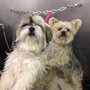 10000 lakes pomeranians top 10 pets in mountain iron mn united states yelp 10000 lakes pomeranians top 10 pets in mountain iron mn united states yelp