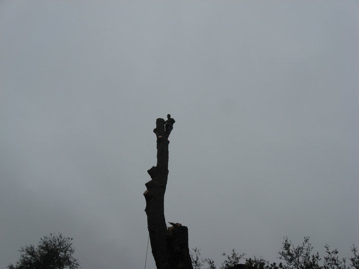 S&P Tree Surgery