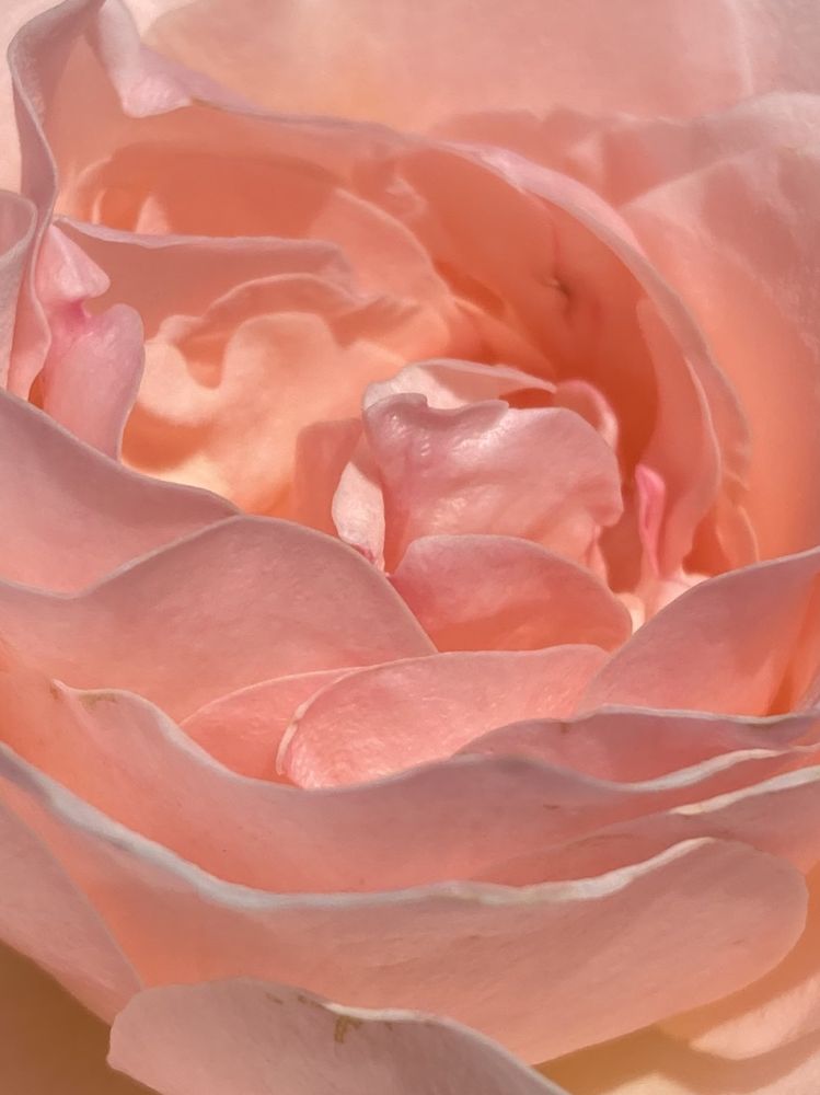 Legally Pink Law