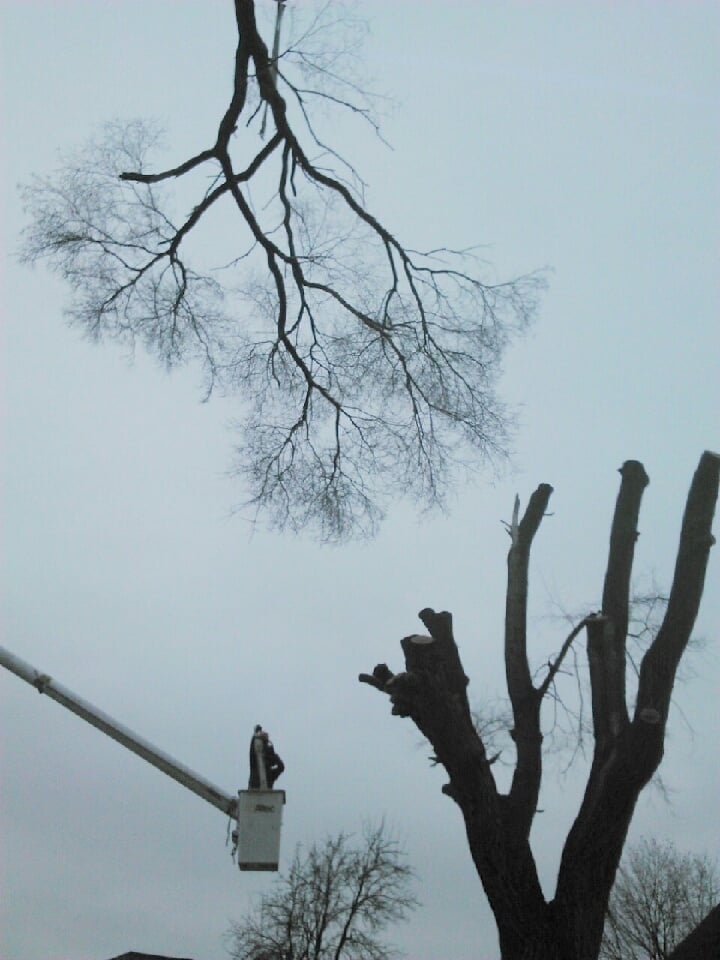 Jacob's Professional Tree & Shrub Care